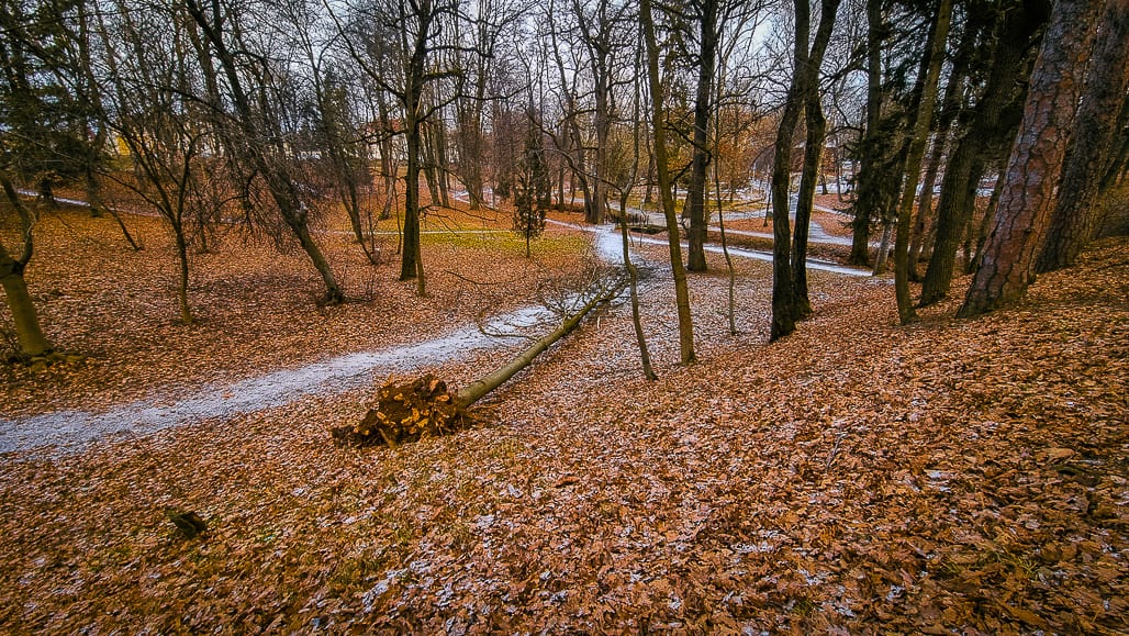 foto: copaci din sub arini, doborâți la pământ - mai mulți arbori s-au rupt de la rădăcină