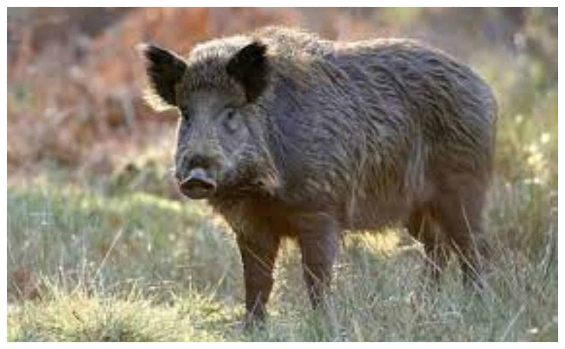 mistreţ vânat în zona porumbacu confirmat cu pestă porcină