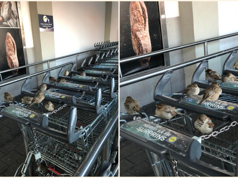 postarea virală a unui medieșean - păsărelele au pus „stăpânire” pe cărucioarele unui supermarket