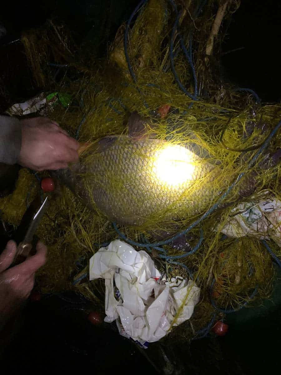 foto zeci de kilograme de pește salvate din plasele braconierilor