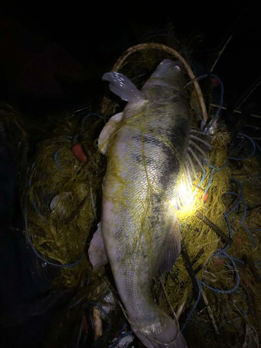 foto zeci de kilograme de pește salvate din plasele braconierilor