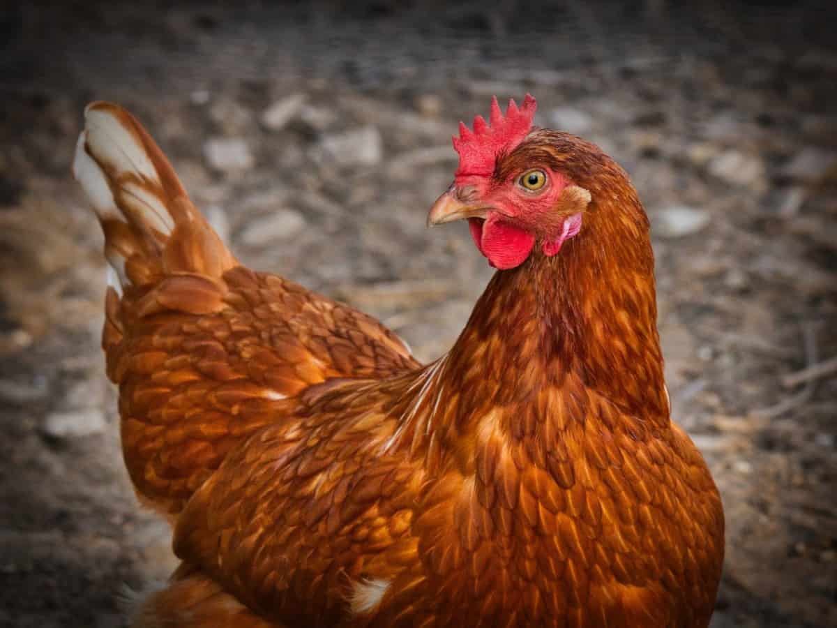 o găină a fost prinsă în timp ce „dădea târcoale în jurul zonei securizate a pentagonului”