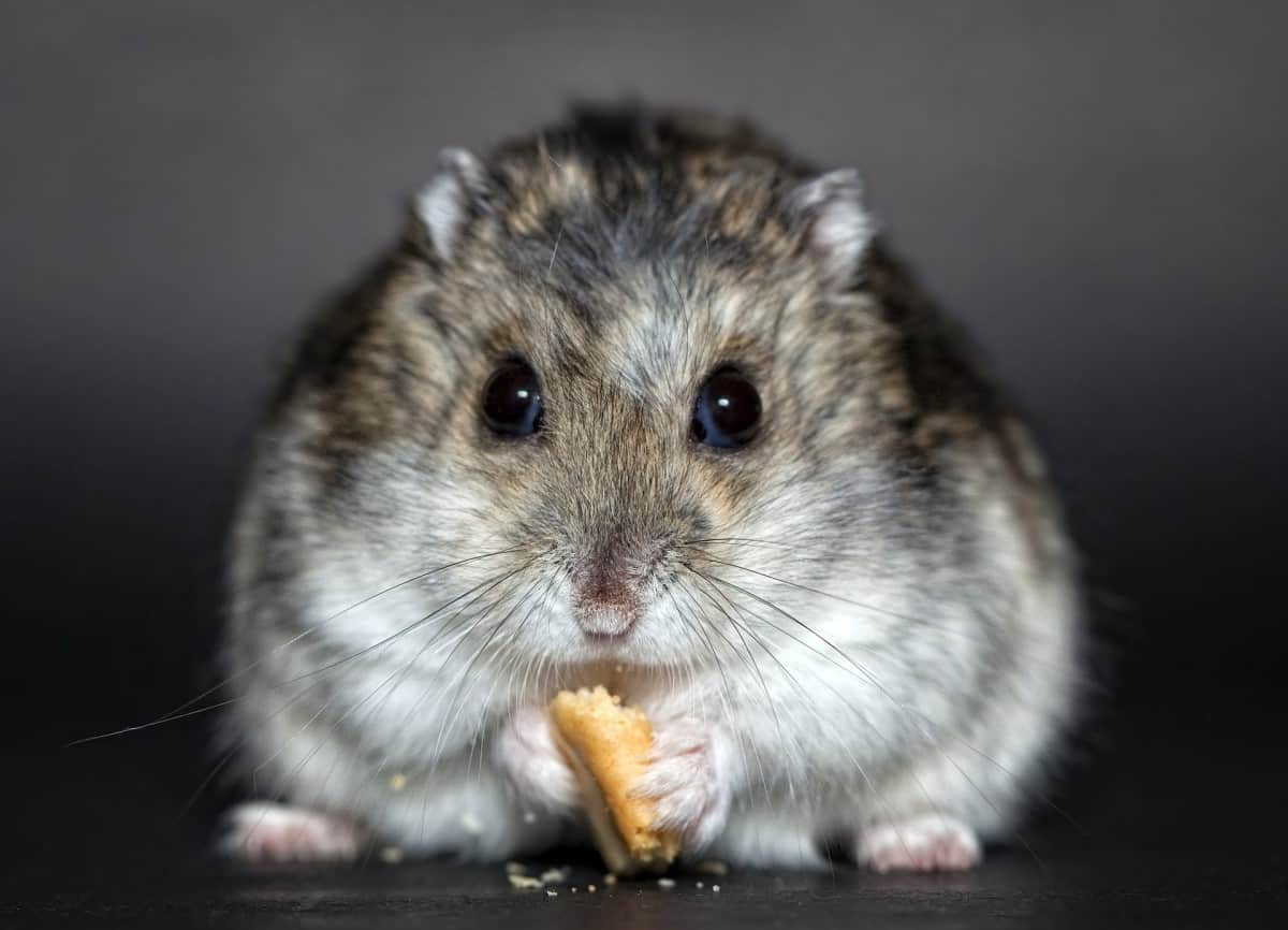 hamsterii, purtători de covid-19 - pot transmite virusul oamenilor