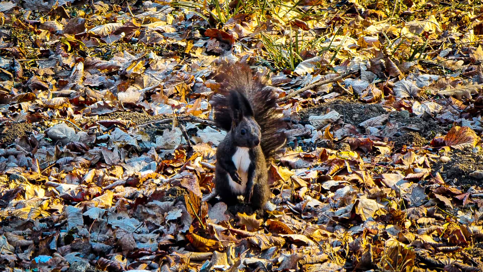 video veverițe jucăușe în parcul sub arini - oamenii le admiră și le fotografiază