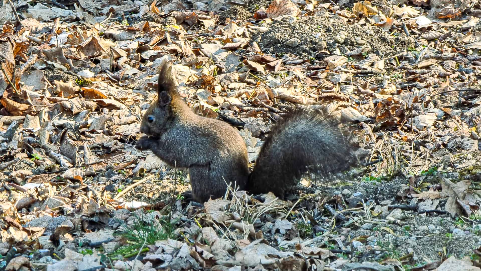 video veverițe jucăușe în parcul sub arini - oamenii le admiră și le fotografiază