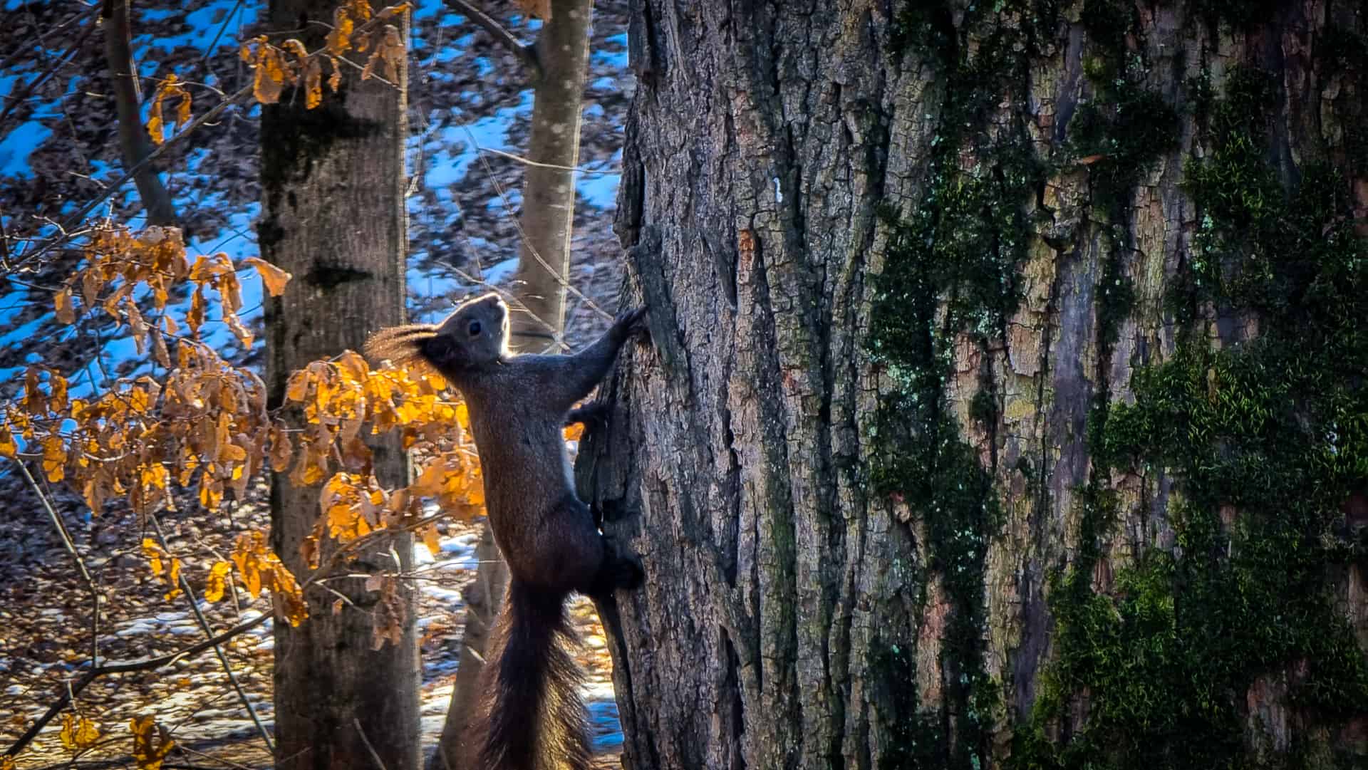 video veverițe jucăușe în parcul sub arini - oamenii le admiră și le fotografiază