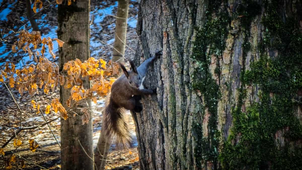 video veverițe jucăușe în parcul sub arini - oamenii le admiră și le fotografiază