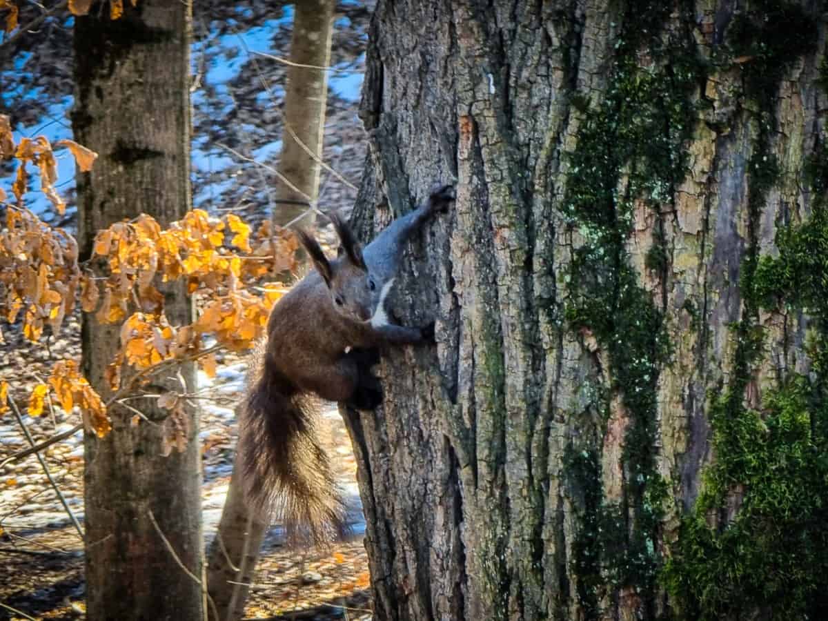 video veverițe jucăușe în parcul sub arini - oamenii le admiră și le fotografiază