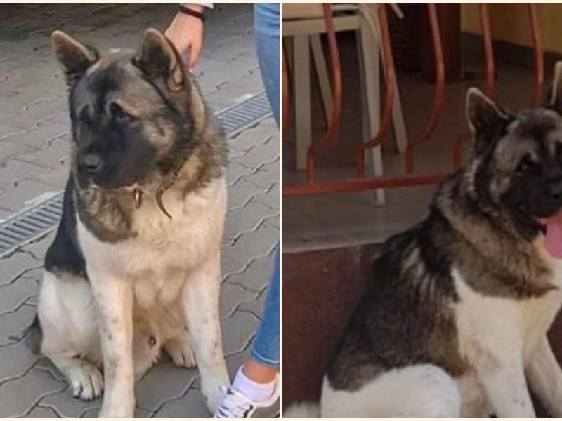 câine din slimnic pierdut - „ofer recompensă 1.000 de euro”