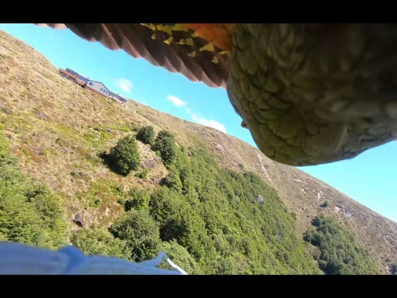 video: imagini senzaționale cu un papagal care a furat o cameră video gopro