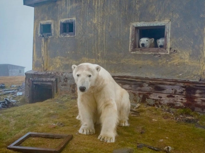 imagini rare - treizeci de urși polari au ocupat o fostă stație meteo sovietică
