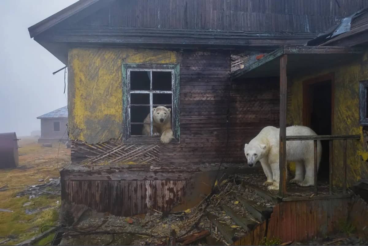 imagini rare - treizeci de urși polari au ocupat o fostă stație meteo sovietică