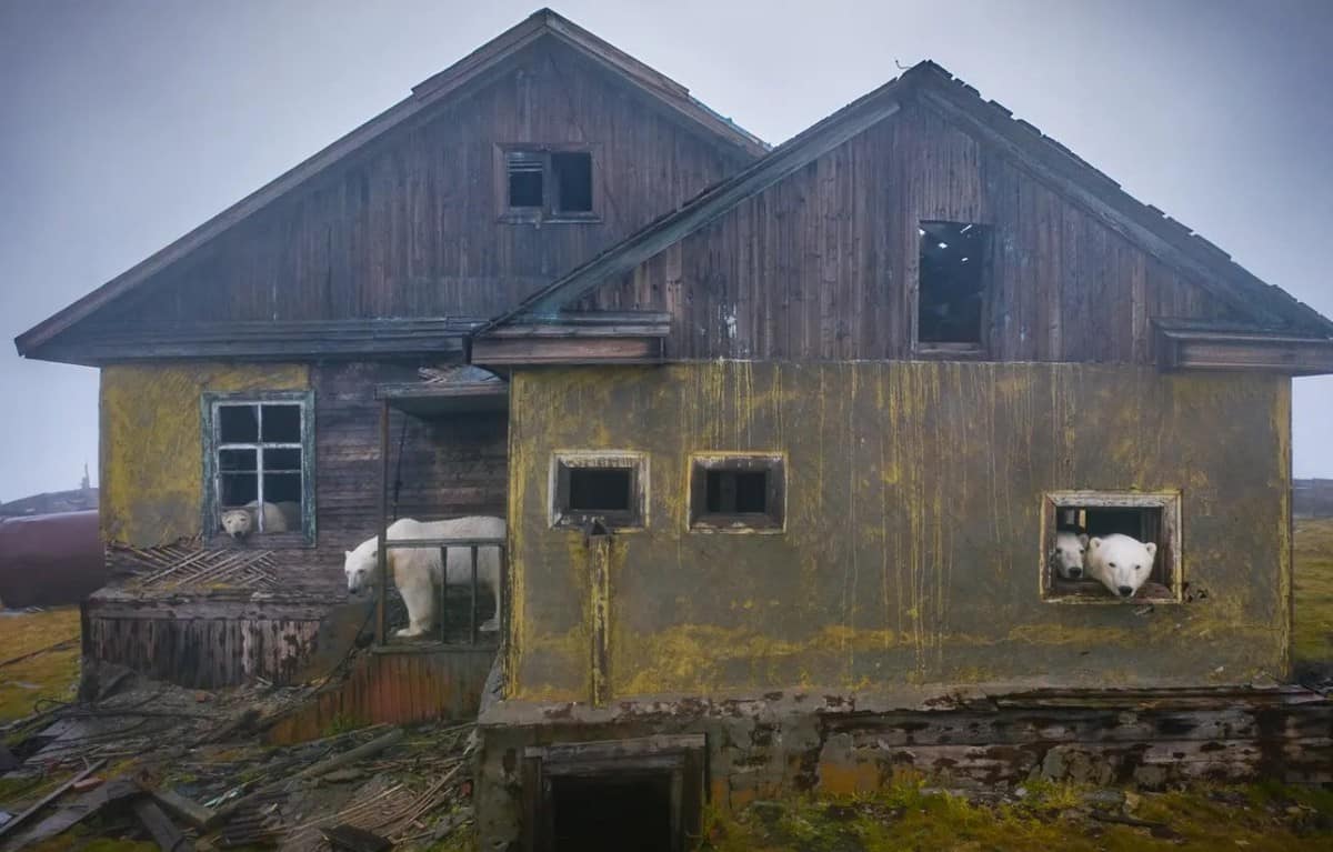 imagini rare - treizeci de urși polari au ocupat o fostă stație meteo sovietică