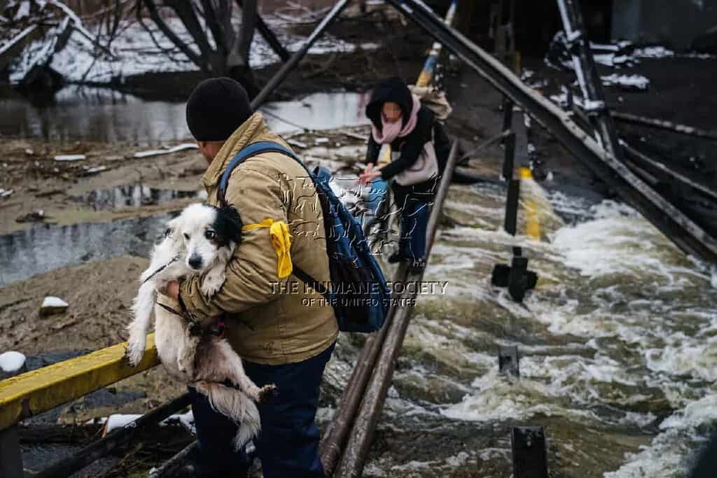 foto animalele rămase fără mâncare în războiul din ucraina primesc hrană de la hsi și crucea roşie sibiu