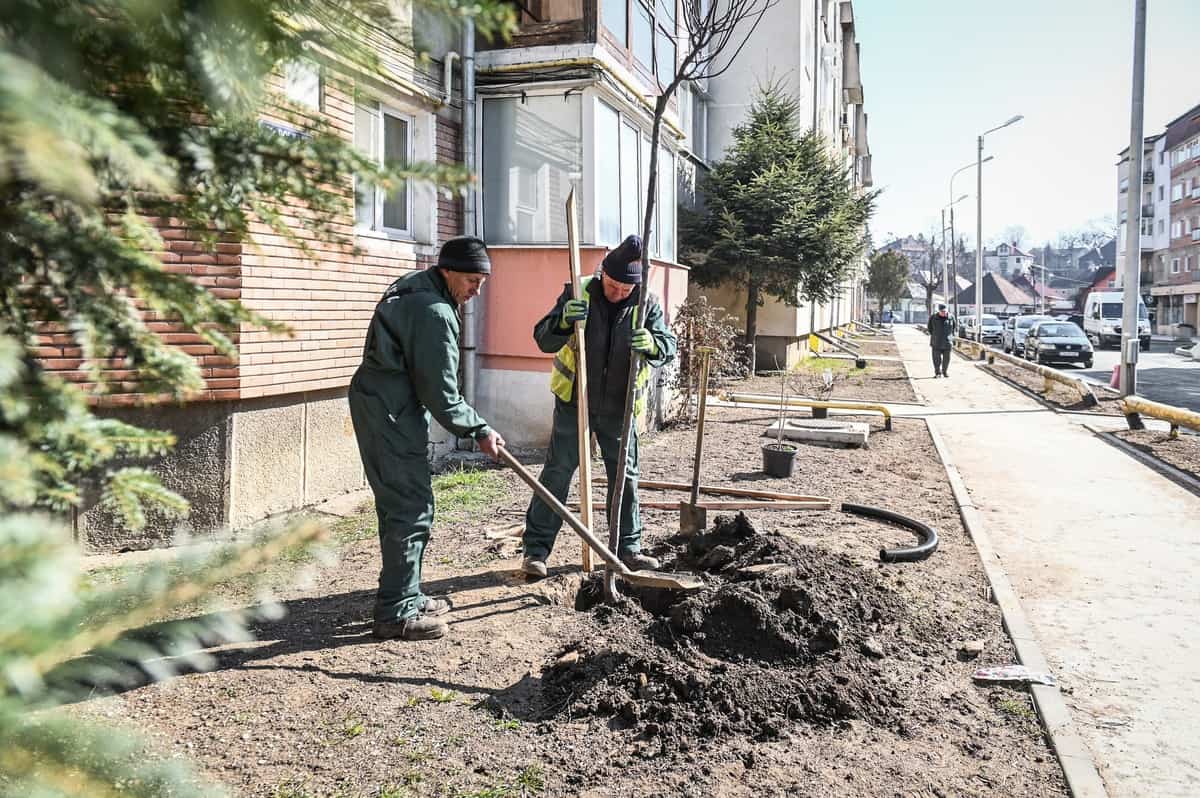 au început plantările în cartierul ştrand - se pun tei și cireși japonezi