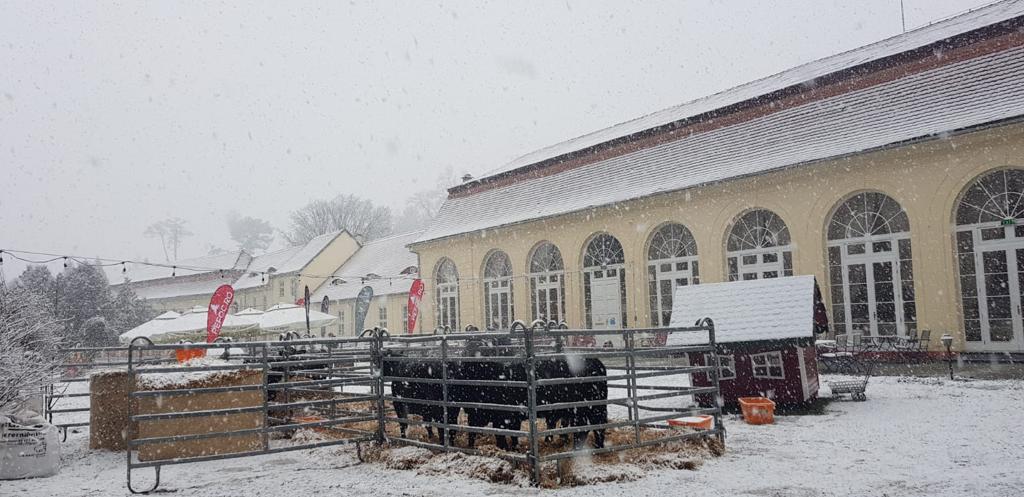 o zi autentică de iarnă la avrig! chef radu zărnescu dă startul “beef master”, la palatul brukenthal avrig