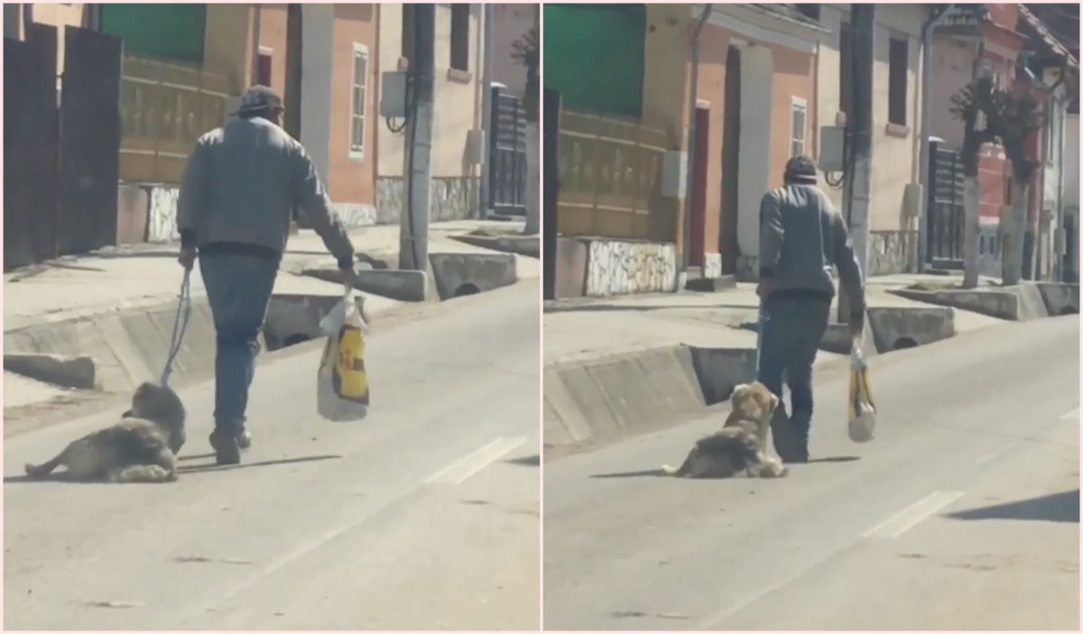 video: sibian filmat când schingiuia cinci câini în ighișul nou. pe unul l-a târât pe stradă