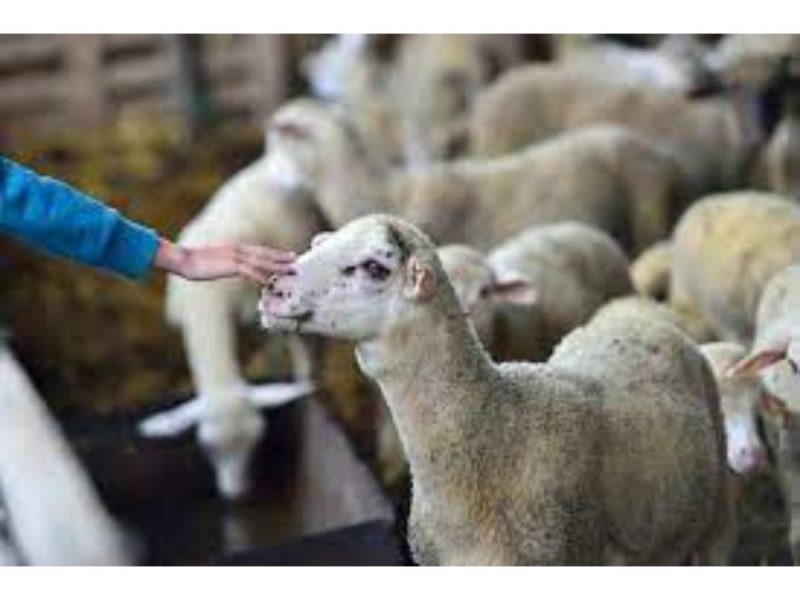 mihai şopa, crescător de ovine din sibiu: "prețul unui kilogram de carne de miel de paște va ajunge la 40-45 de lei"