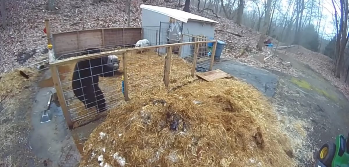 video - un urs a fost gonit de doi porci după ce a intrat peste ei în țarc