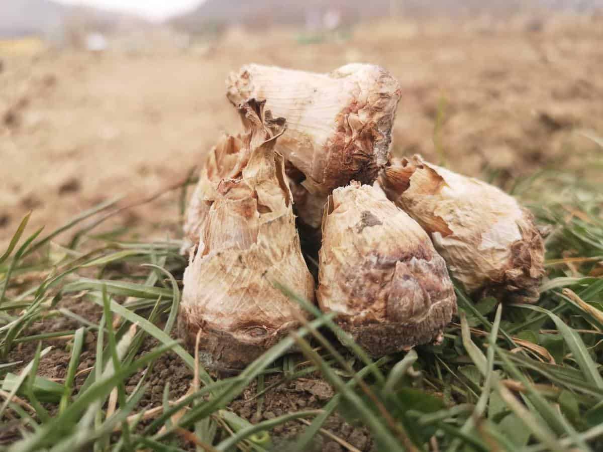 foto comuna din sibiu renumită pentru tuberoze - a început plantarea bulbilor la hoghilag