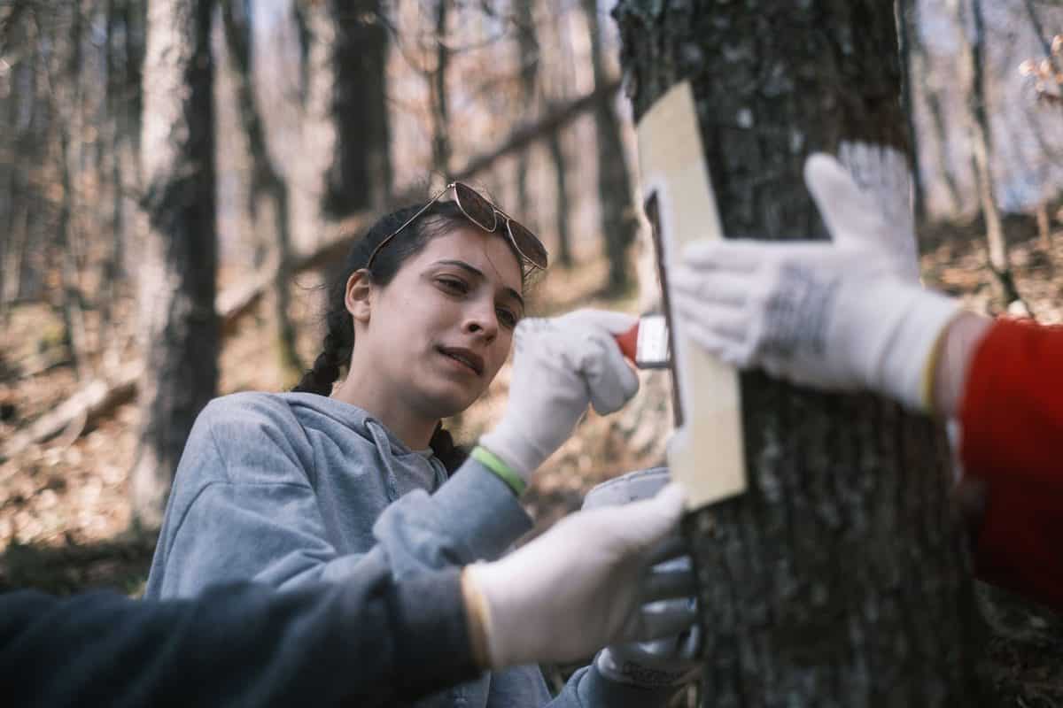 studenţii de la ulbs se implică în "anii drumeției" - au marcat un traseu turistic din cisnădie