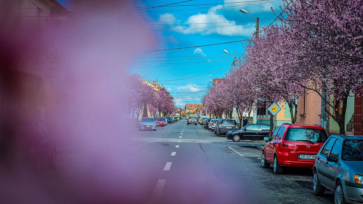 video: imagini superbe de pe strada desprinsă din basme - sibiul a înflorit la propriu