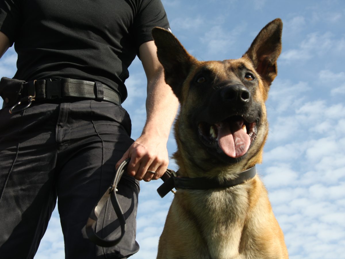 centrul chinologic cumpără patru câini - „ciobănesc belgian malinois , să nu aibă ochi galbeni sau urechi care atârnă”