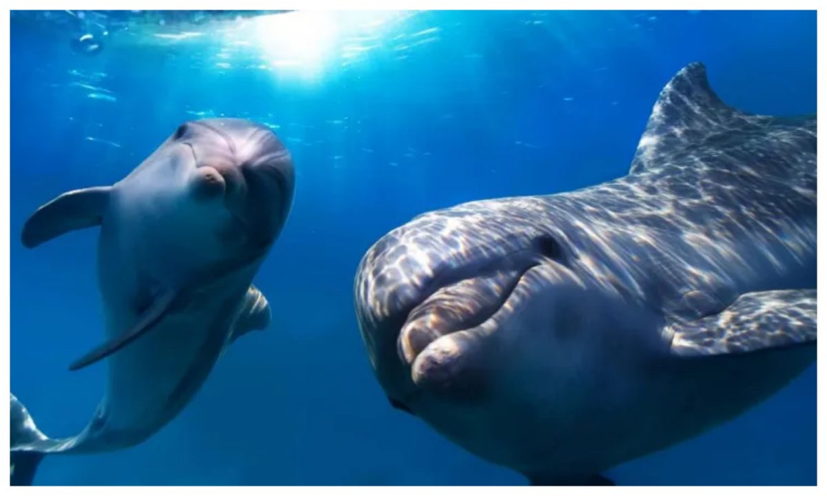 rusia a adus în crimeea delfini dresați ca să detecteze atacurile subacvatice