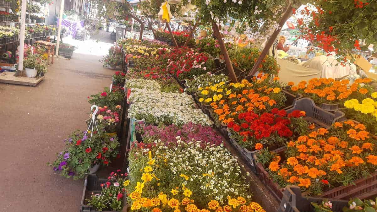 foto mii de flori în piața cibin - panseluțele și crăițele se află printre preferatele sibienilor