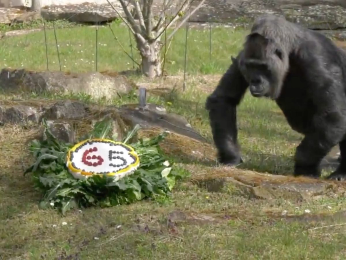 cea mai bătrână gorilă din lume a împlinit 65 de ani - se află la grădina zoologică din berlin