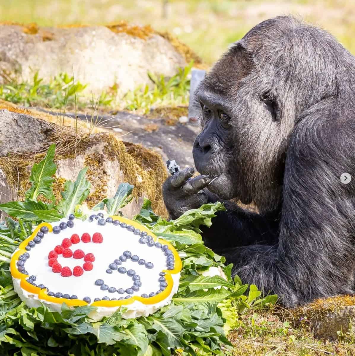 cea mai bătrână gorilă din lume a împlinit 65 de ani - se află la grădina zoologică din berlin