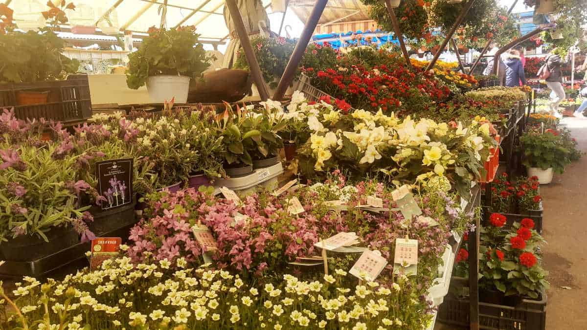 foto mii de flori în piața cibin - panseluțele și crăițele se află printre preferatele sibienilor