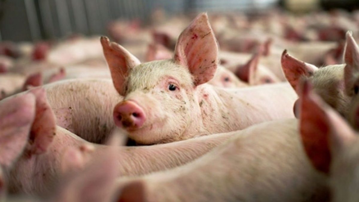 raport ins - producția de carne de porc a scăzut cu aproape 11 procente în românia