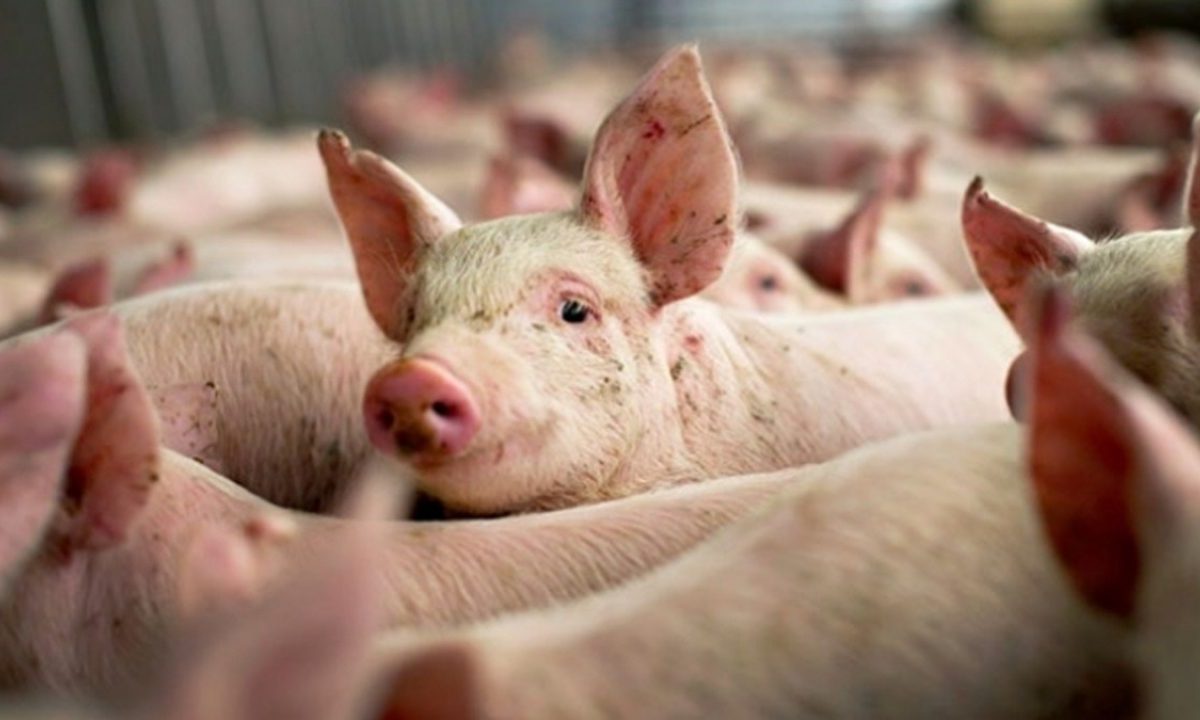 proiect prevenirea pestei porcine - numărul porcilor în gospodării nu va fi limitat