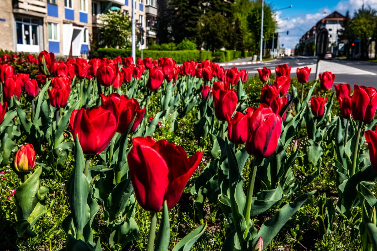 Primăria Sibiu a anunțat oficial ce nu este permis să se facă pe spațiul verde de lângă blocuri