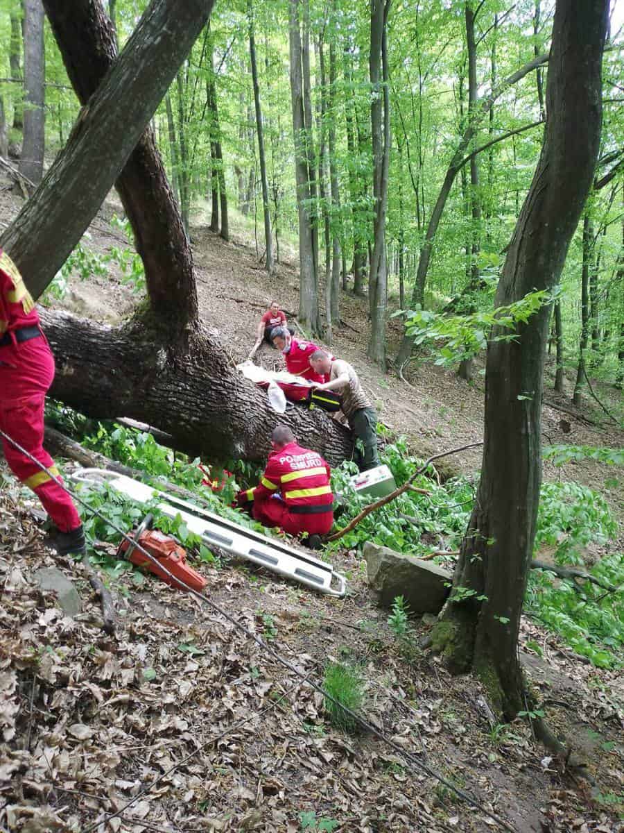 foto bărbat din jina mort după ce a căzut un copac peste el