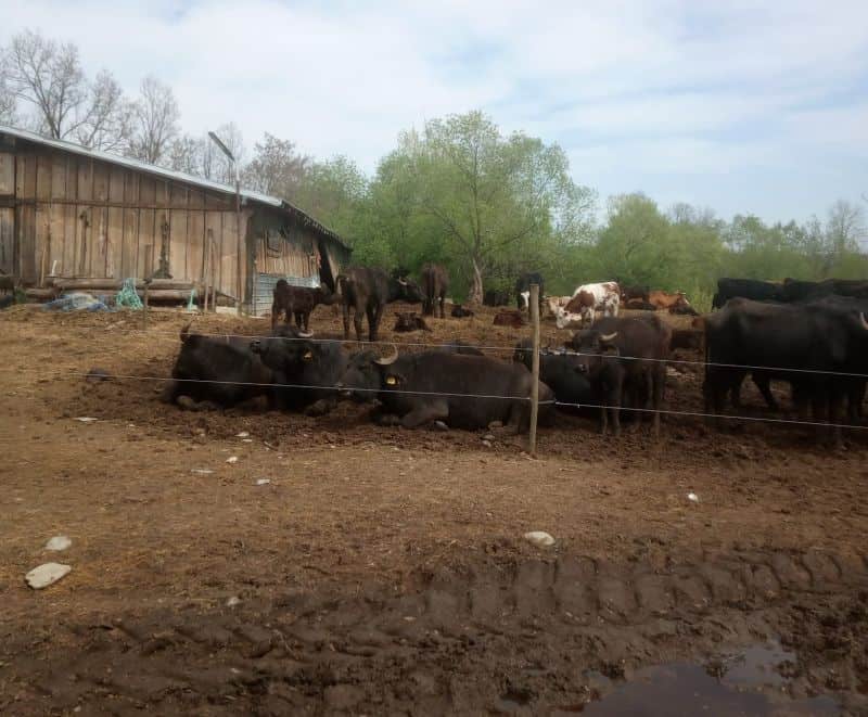 video râul arpașu de jos poluat de o fermă de animale - "primăria tace, d.s.p. nu vede"