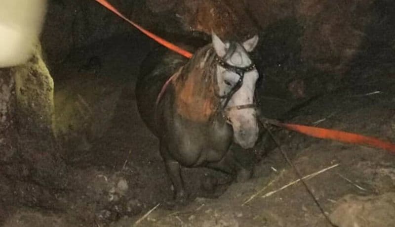 intervenție inedită la turnu roșu - pompierii au salvat un cal