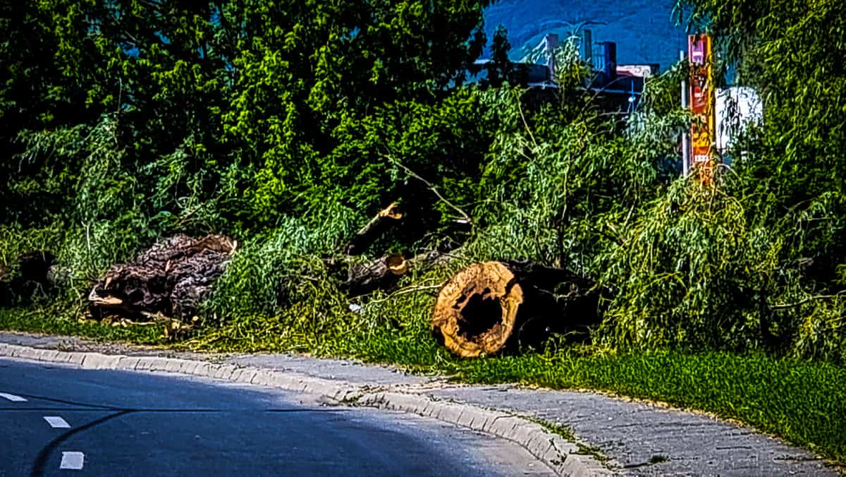 video foto se taie sălciile de pe malul cibinului - primăria: ”doar pe cele bătrâne și bolnave”