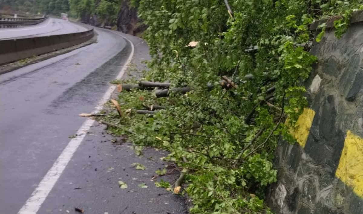 trafic blocat pe valea oltului din cauza unui copac căzut pe carosabil