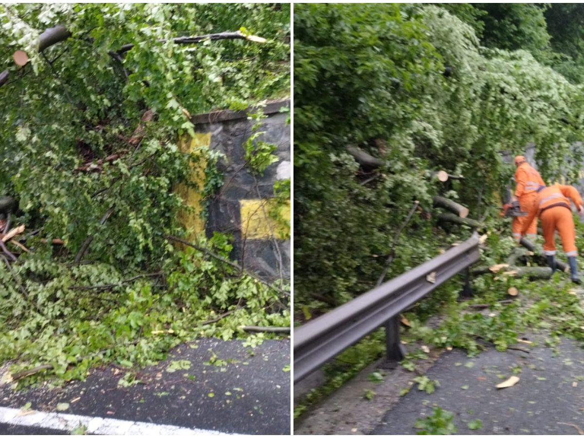 Trafic blocat pe Valea Oltului din cauza unui copac căzut pe carosabil