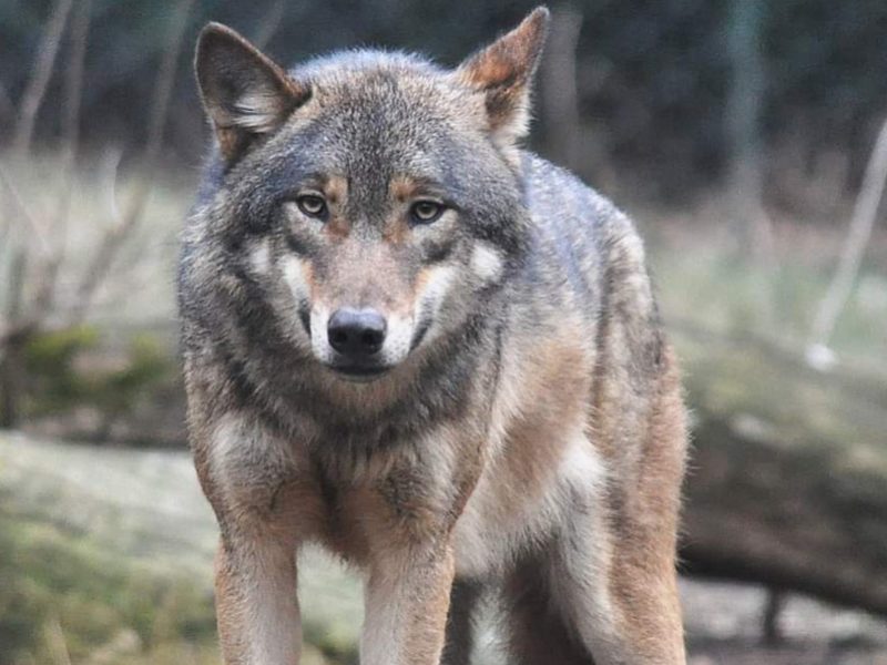 peste 120 de ovine au fost omorâte de o haită de lupi în județul alba