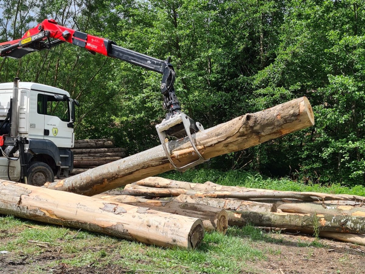 Percheziții la casele unor hoți de lemne din Racovița - Zeci de arbori tăiați și un prejudiciu de 32.000 lei