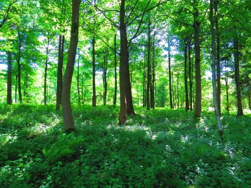 comisia europeană a aprobat o schemă de 100 de milioane de euro pentru regenerarea pădurilor din românia