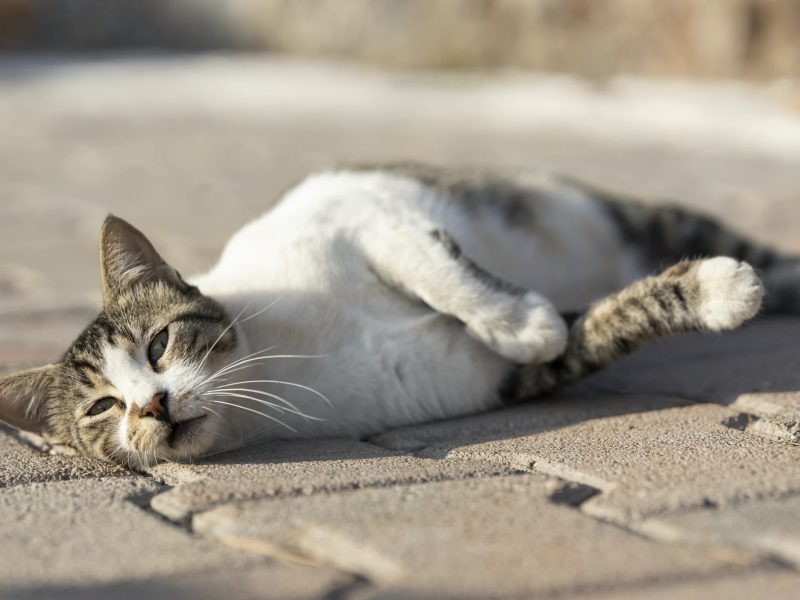 sibiul s-a umplut de pisici comunitare - animal life cere ajutorul primăriei - „suntem martorii unei creșteri constante”