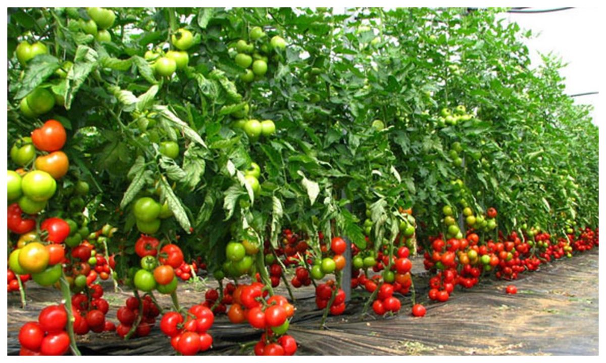termenul până când poate fi valorificată producţia din programul tomata ar putea fi prelungit cu 20 de zile