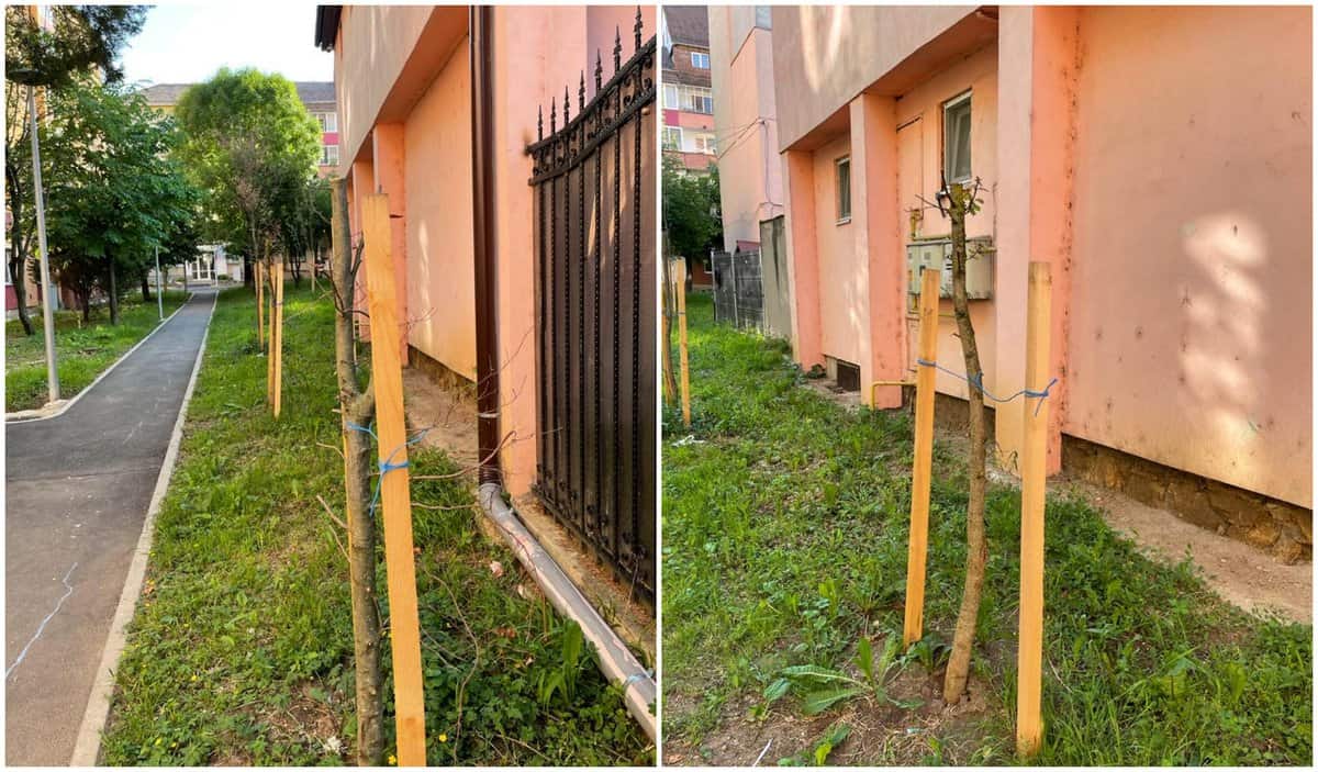 sibienii care toaletează arborii ornamentali din oraș riscă amenzi uriașe - primăria spune că oamenii au intervenit „brutal”