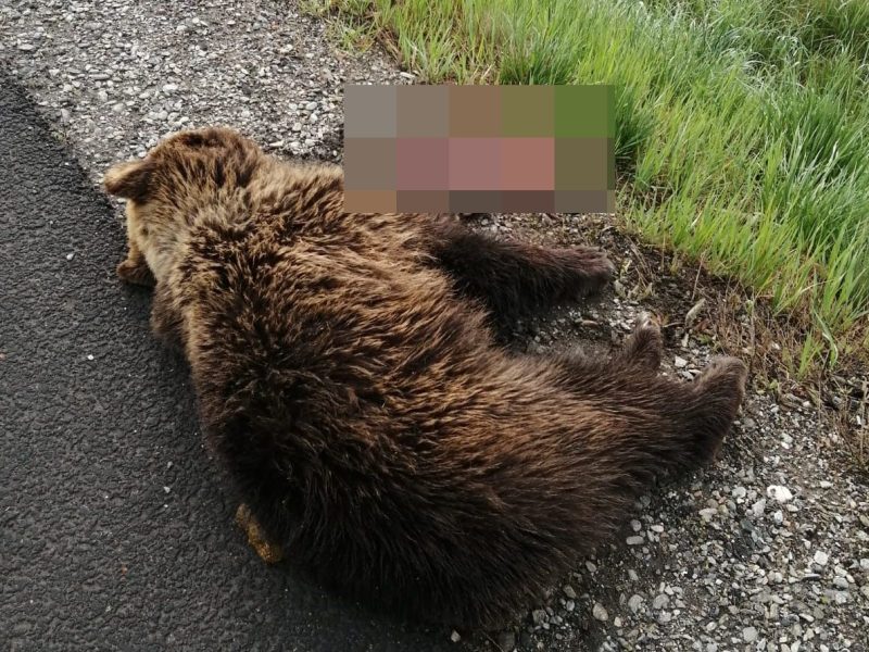 foto urs lovit de o mașină la arpașu de jos - ”e în agonie”