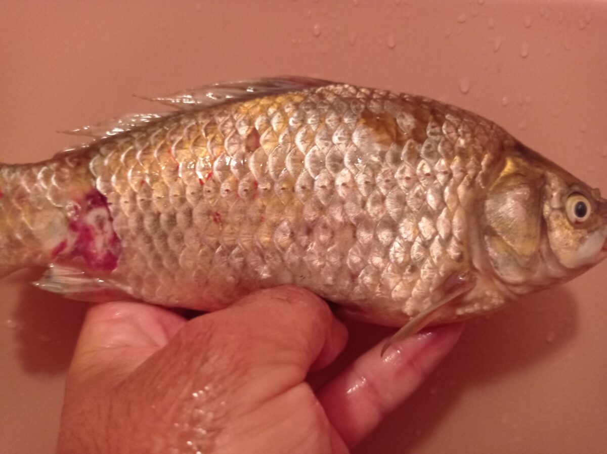 foto peştii din lacurile şopa par să sufere de o boală necunoscută - pescarii alertează autoritățile