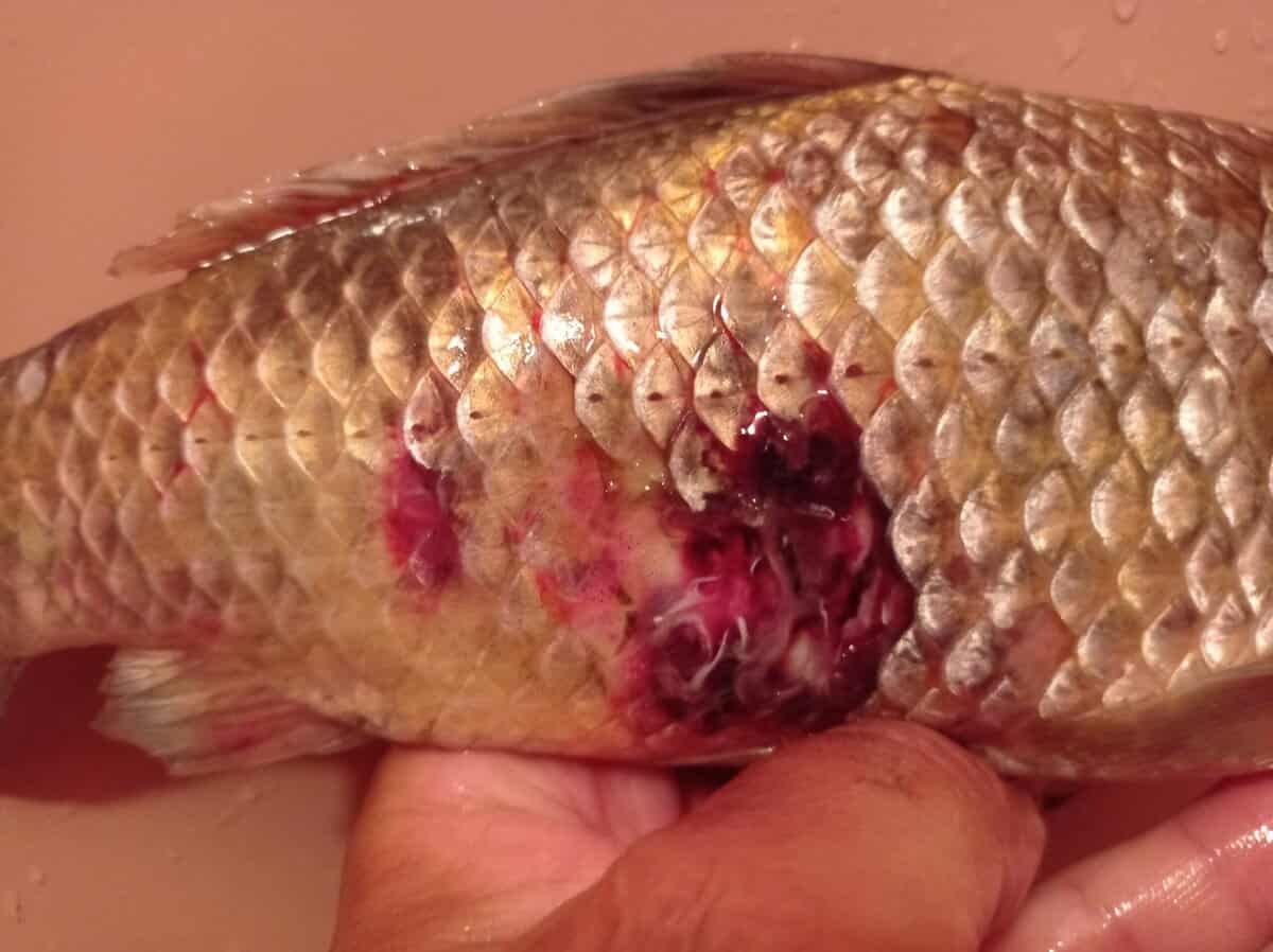 foto peştii din lacurile şopa par să sufere de o boală necunoscută - pescarii alertează autoritățile
